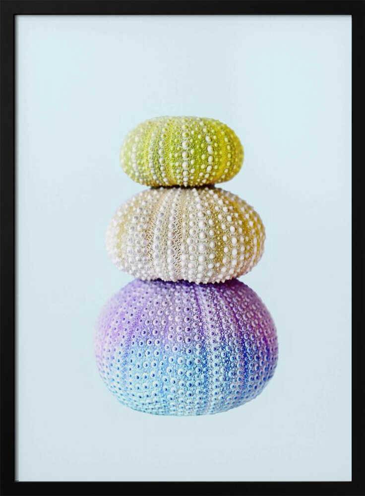 Sea Urchins Poster - 30x40 cm / 12x16″