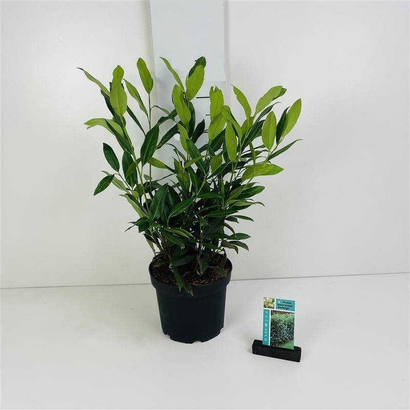 Laurbærkirsebær Herbergii 50-60 cm. - Prunus laurocerasus Herbergii.