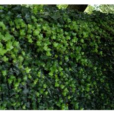 Irsk vedbend / Efeu (Hedera hibernica) 180-225 cm
