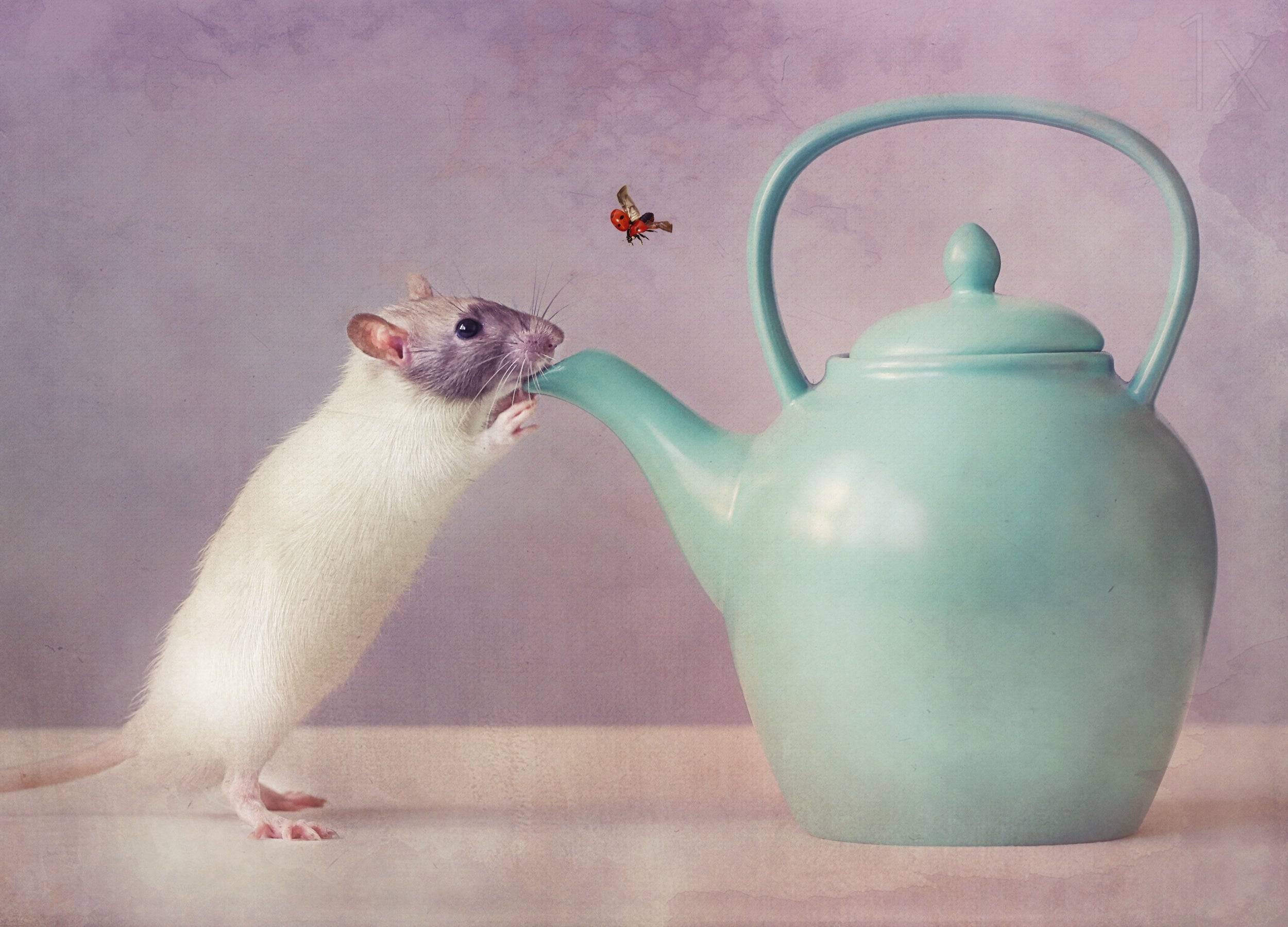 Snoozy :) Poster och Canvastavla - Canvas / 40x30 cm