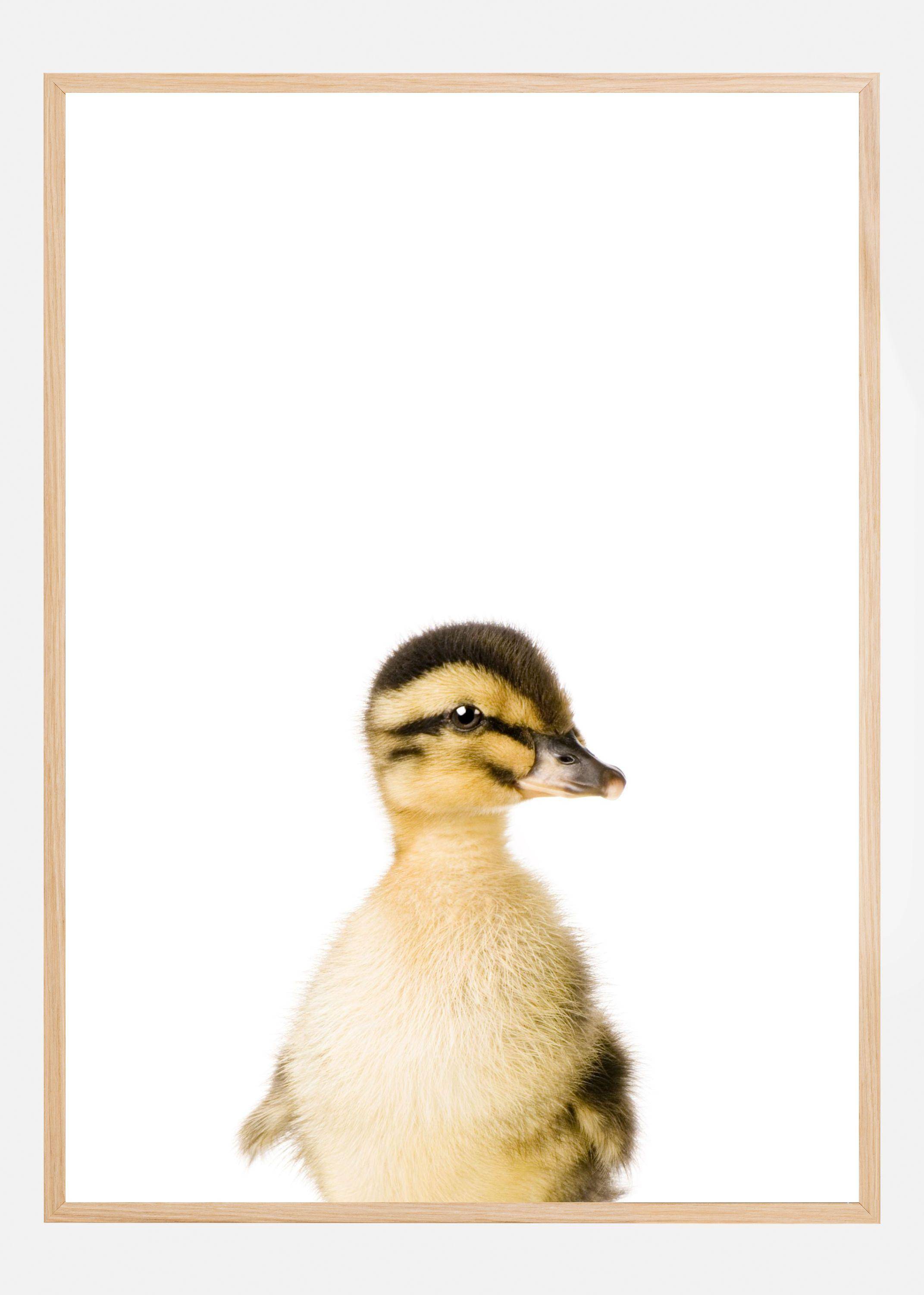 Baby Duck Poster (40x60 cm)