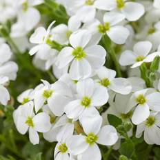 Aubrietia (Krukstorlek: C11cm)