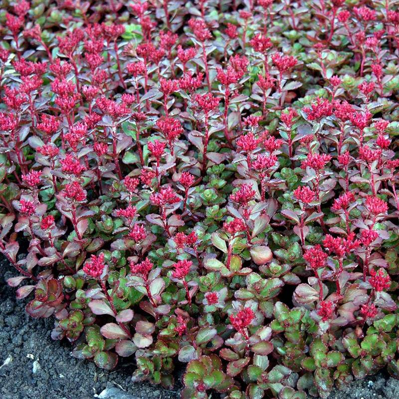 Stenurt Rød (Sedum spurium 'Fuldaglut')