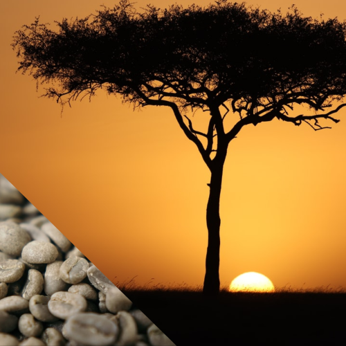 Kenya AA Kerenyaga (Rå kaffe) RÅ KAFFE 10 KILO