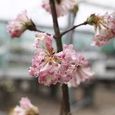 Dværg Kejserbusk (Viburnum 'December Dwarf') 30-40 cm