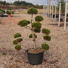 Bjergfyr (Pinus mugo 'Luis') Bonsai 100-120 cm
