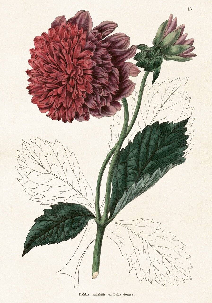 Poster Dahlia Bella Donna