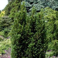 Taks (Taxus baccata 'Overeynderi') 30-50 cm