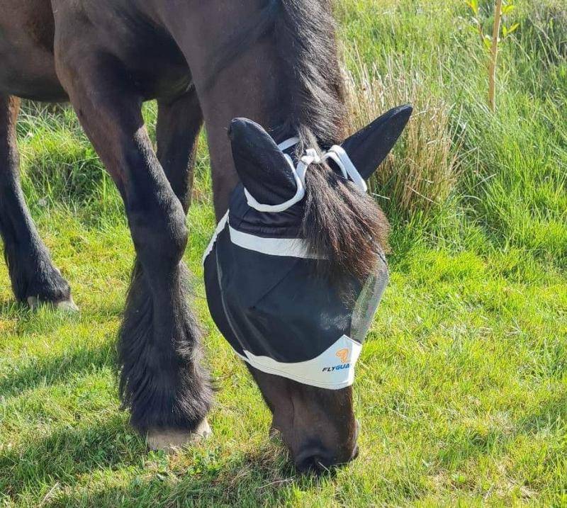 Shires flughuva med öron o hål för pannluggen (Svart/Grå, Shetland)