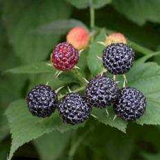 Sommer Hindbær 'Black Jewel'