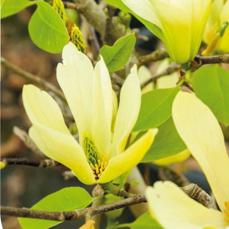 Magnolia Yellow Lantern