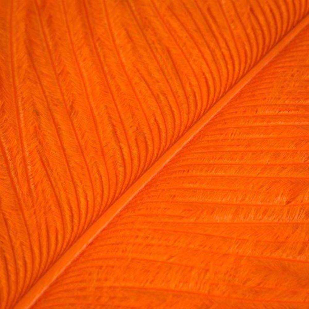 Strudsefjer - Orange.