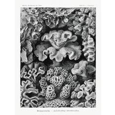 Bildreproduktion Hexacoralla–Sechsstrahlige Sternkorallen, Ernst Haeckel, 30 × 40 cm