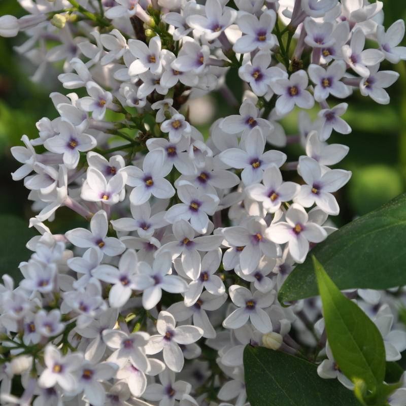 Kinesisk Syren (Syringa chinensis 'Bicolor') 90-120 cm