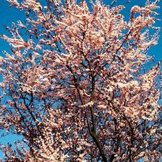 Blodblomme (Prunus cerasifera 'Nigra') Opstammet 110 cm