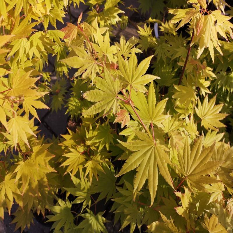 Japansk Ahorn Shirasawanum Jordan 100-125 cm. - Acer shirasawanum Shirasawanum Jordan.