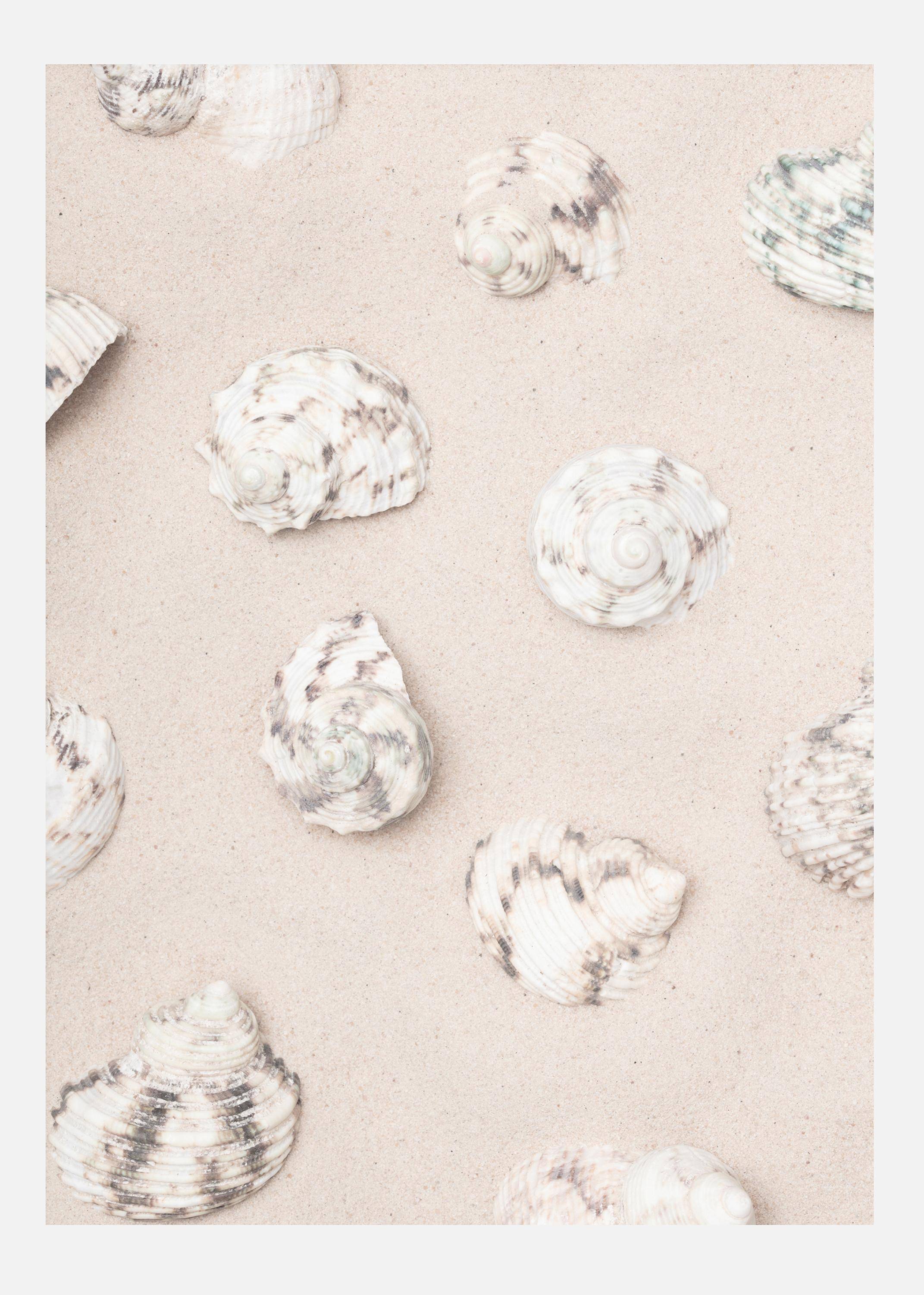 Shells Canvastavla (70x100 cm)