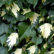 Efeu Vedbend Småbladet (Hedera helix 'Goldheart')