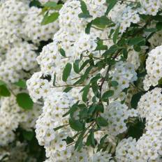 Buketspiræa 40-70 cm. - Spiraea vanhouttei