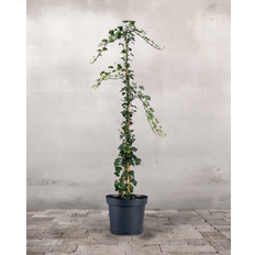 Opstammet Efeu - 180-200 cm