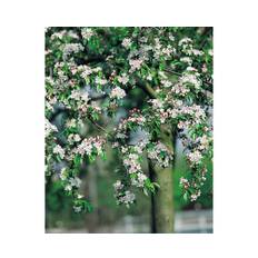 Korallapel OMNIA GARDEN Malus x zumi Professor Sprenger
