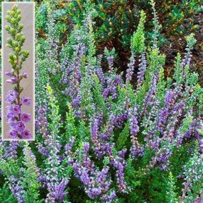 Efterårslyng (Calluna vulgaris 'Kerstin')