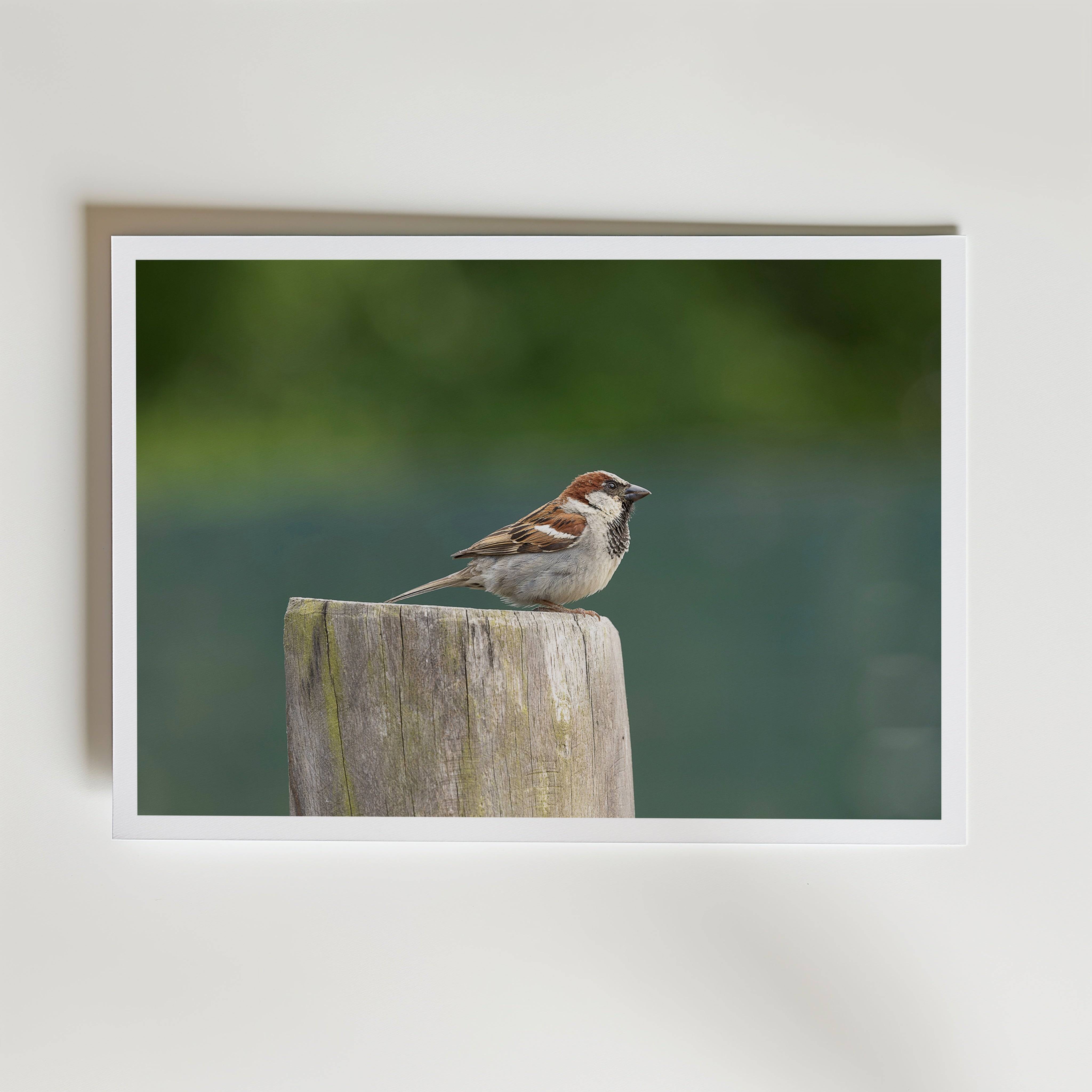 Scout - Fine Art Poster 100x140 cm