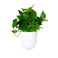 Corner Wall Mounted Flowerpot Self Watering Flower Pot Plastic Plant Pot vit
