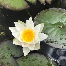 Åkande (Nymphaea 'Pygmaea Alba') - Klar til brug