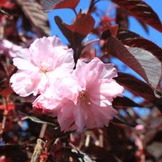 Rødbladet Japansk Kirsebær - Prunus serrulata ´Royal Burgundy´ Bundpodet 175-200 cm