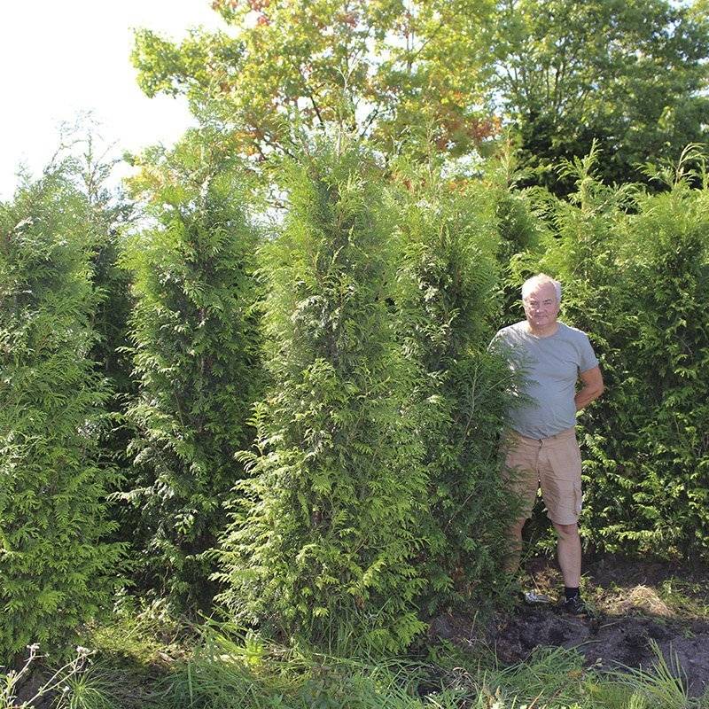 Kæmpethuja (Thuja plicata 'Martin') 100-130 cm