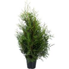 Thuja, Occidentalis brabant 21 cm potte (På lager i butik)