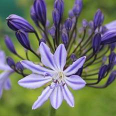 Skærmlilje (Agapanthus africanus 'Moonlight Star') 2 L potte