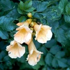 Trompetblomst 'Flava'