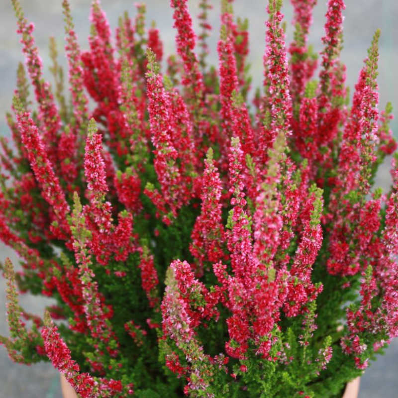 Efterårslyng (Calluna vulgaris 'Disco Queen')