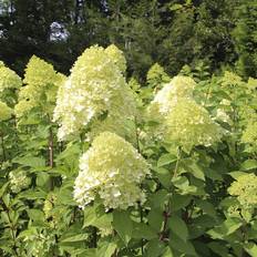 Hortensia (Hydrangea paniculata 'Limelight') Opstammet 80 cm