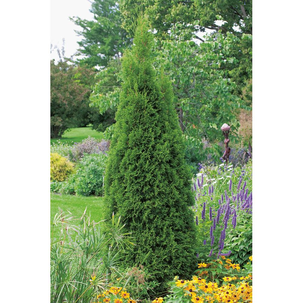 BARRVÄXT ÄDELTHUJA GRÖN 100-125CM 5-PACK