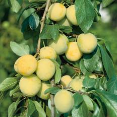 Prunus domestica 'Reine Claude d'Oullins', (plommon)
