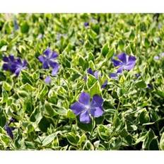 Storbladet Vintergrøn 'Variegata'