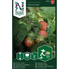 Tomat, Kruk-, Balconi Red