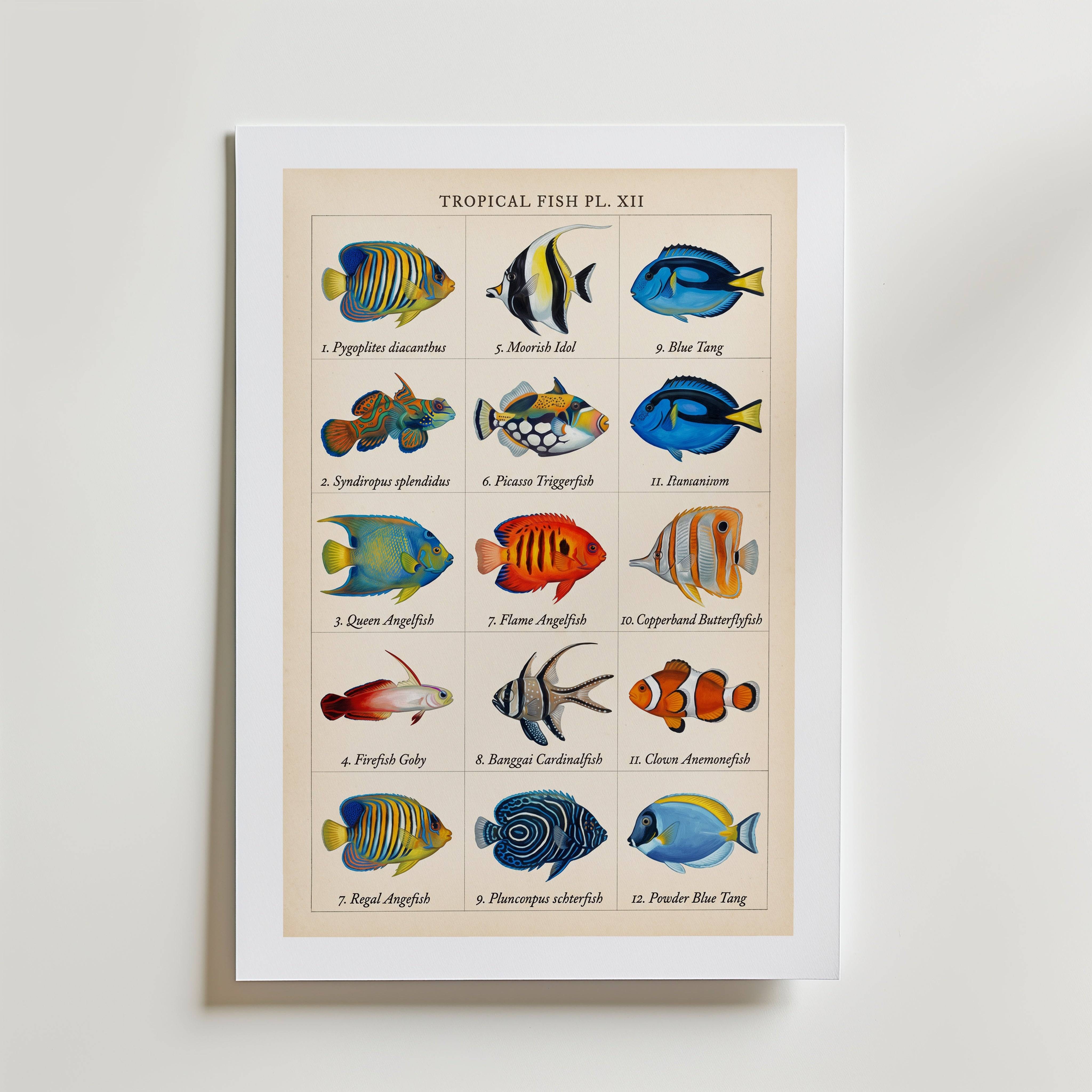 Tropical Fish Grid Poster - Premium Canvas 70x100 cm Med passepartout