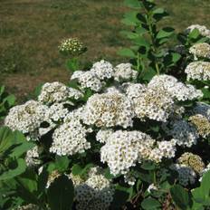 Björkspirea (Storlek: busk C3)