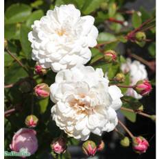 Sempervirens-ros 'Little White Pet' 5-pack barrotad