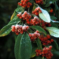 Dværgmispel (Cotoneaster x watereri 'Brændkjær') 50-80 cm