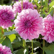 Dahlia 'Lavender Perfection' - 1 knold - Lyserød Dahlia Dekorativ