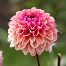 Dahlia 'Daisy Duke'