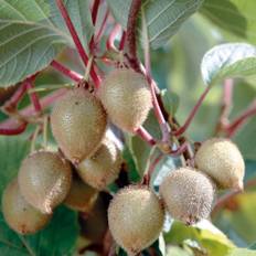 Kiwi (Storlek: 80-100 C2)