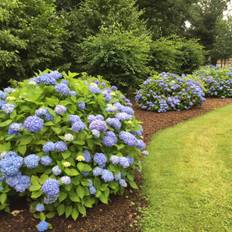 Havehortensia, Endless Summer, Hydrangea 'The Original'® Blå, 5 liter potte,25+cm