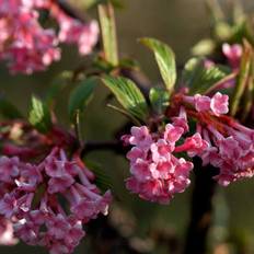 Kejserbusk (Viburnum bodnantense 'Dawn') 80-100 cm