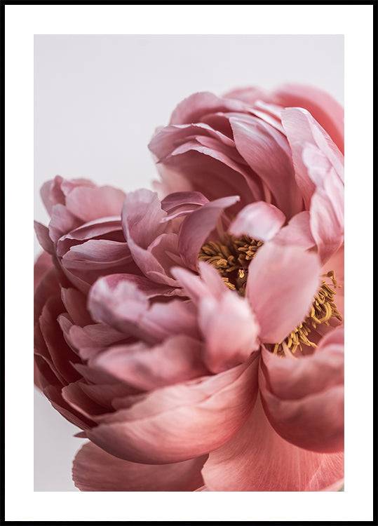 Peony (40x50cm) - Plakater > Fotografiska Posters, Vår Posters, Botaniska Posters, Natur Posters, BD, LANGFIX